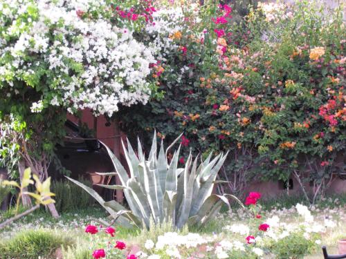 a succulent plant in a garden with flowers at Le Jardin Des Epices in Taroudant