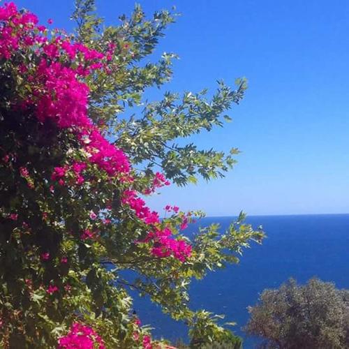 a tree with pink flowers and the ocean in the background at Delfini in Akhladherí