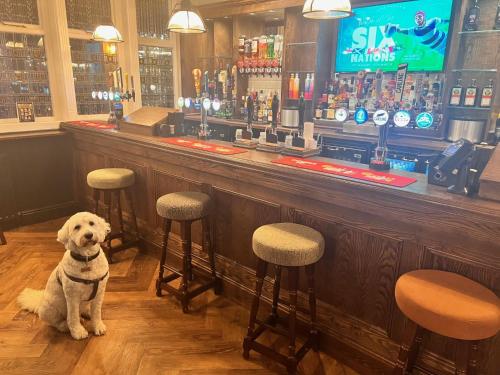 a dog sitting in front of a bar at The Roman Bath in York