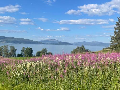 a field of flowers with a lake in the background at Comfortable B&B near Senja in Brostadbotn