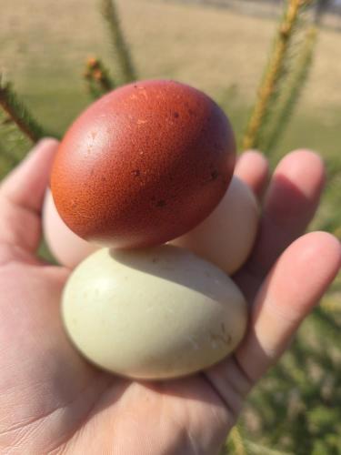 a person holding three eggs in their hand at Leśna Ostoja in Goworów