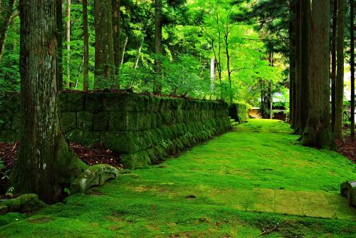 a stone wall in the middle of a forest at 和みの湯宿なかやま in Komagane