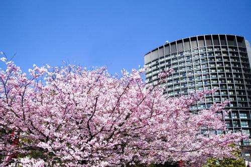 a tree with pink flowers in front of a building at Hotel Grand Arc Hanzomon in Tokyo