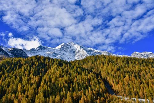 a mountain with trees and a snow covered mountain at Bed & Breakfast Hostel Nives in Solda