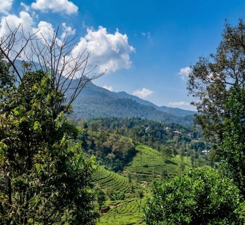 a view of a tea plantation in the hills at Hill View Vythiri Holiday Home in Vythiri