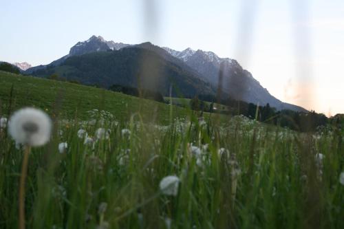 a field of grass with flowers in front of a mountain at Hotel Riedl in Kössen