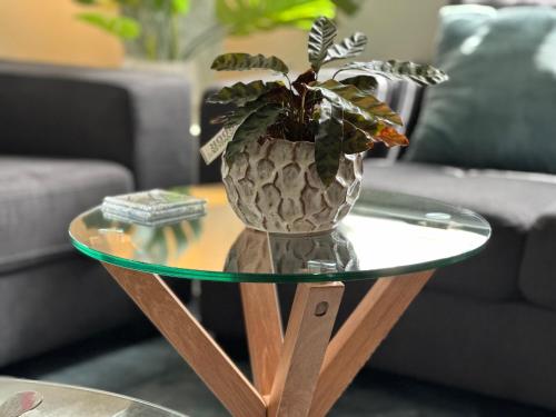 a vase with a plant on a glass table at Daisy Cottage on Duke 1BR in Yarram