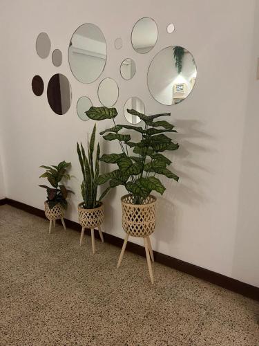 two potted plants sitting on chairs in a room at Dulce Hogar in Manta