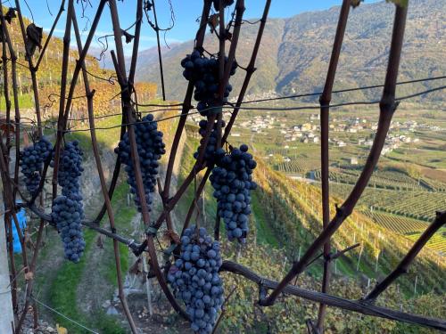 a bunch of grapes hanging on a vine at Cà Marasciol in Villa di Tirano
