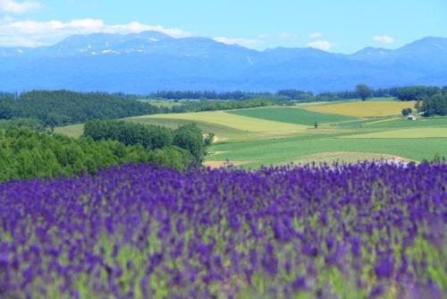 a field of purple flowers with mountains in the background at Pension Megumiyuki in Biei