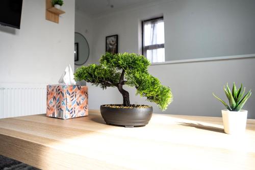 a bonsai tree sitting on top of a table at Modern Luxurious Apartment with Balcony in Shenley Church End