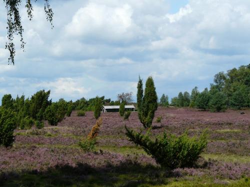 a field of trees and purple flowers in a field at Holiday Park Auf dem Simpel in Soltau