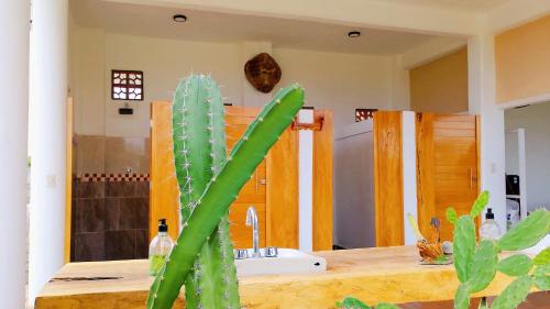 a green plant sitting next to a kitchen counter at Casa Bugambilia in Paso Hondo