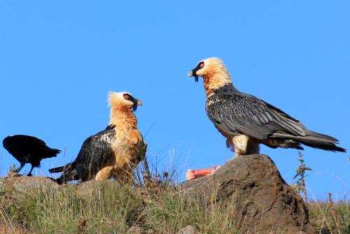 three birds standing on top of a rock at Witsieshoek Mountain Lodge in Phuthaditjhaba