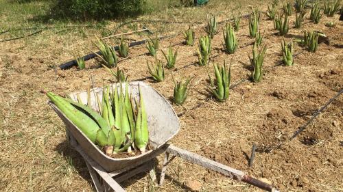Spacious n comfortable Aloe Vera farm house