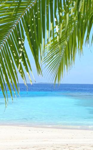 a view of the beach from under a palm tree at Gloria Luxury Suites in Kallithea Halkidikis