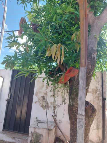a tree with a bunch of bananas hanging from it at Esperanza in Asunción