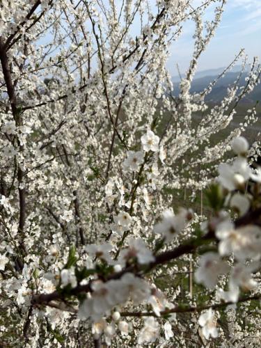 a tree with white blossoms on it at Cannubi San Lorenzo Appartamento in Barolo