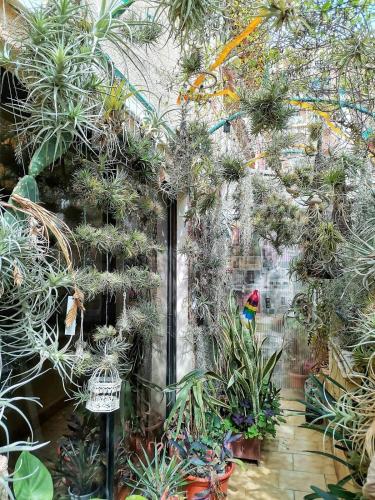 OASIS EPÍFITO URBANO Botanical Wellness Oasis near City of Arts & Sciencies