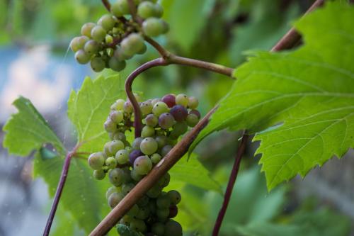 a bunch of green grapes hanging from a tree at Oud Gemeentehuis in Poelkapelle