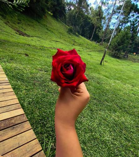 a hand holding a red rose in a field at CABANA SERRA DA BALANÇA in Gonçalves