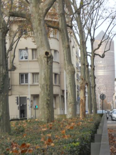 le gambetta photo 23
