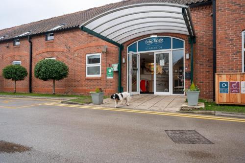 a dog is standing outside of a store at Stableside Hotel at York Racecourse in York