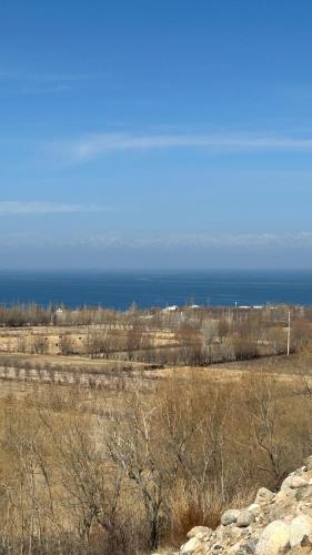 a field with trees and the ocean in the background at Алия in Tossor