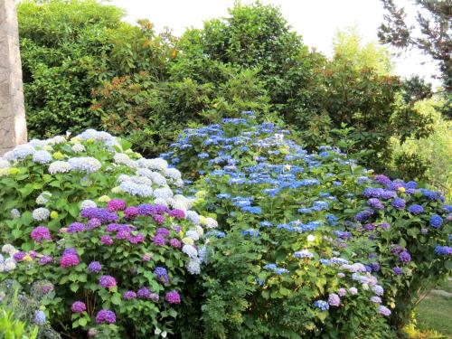 a bunch of flowers in a garden at Villa Morissolina in Trarego