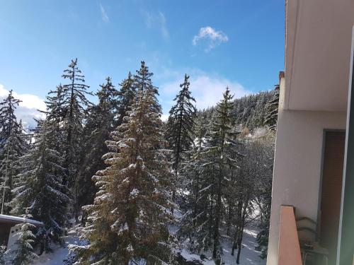 a view of a snow covered forest of trees at Sorecrans in Crans-Montana