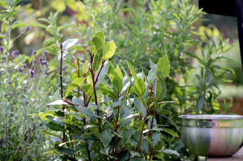 a plant sitting next to a bowl in a garden at Alter Hof am Elbdeich in Unbesandten