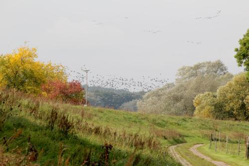 a flock of birds flying over a field at Alter Hof am Elbdeich in Unbesandten