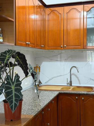a kitchen with a sink and a potted plant on a counter at Marl's Home in Berat