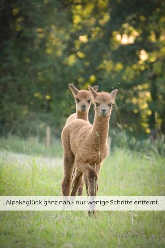 two lambs standing next to each other in a field at Landhaus Paco Ferienhaus für 12 Personen mit Alpakas, Sauna & Kamin in Blaufelden