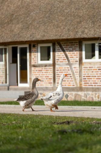 two ducks walking down a sidewalk in front of a house at Relax In A Thatched Barn With A Sauna in Ratekau