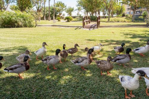 Sunstay Costa Lago Pretty Flat II Torremolinos