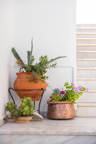 a group of potted plants sitting on a porch at Lagos House Α in Kámpos