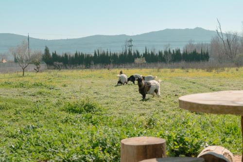 a group of sheep grazing in a field at Finca el Placer in Ulldecona