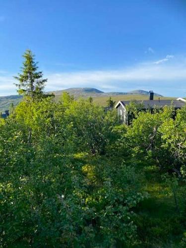 a house in the middle of a field of trees at Original Trybo Cabin At Trysil Mountain in Trysil