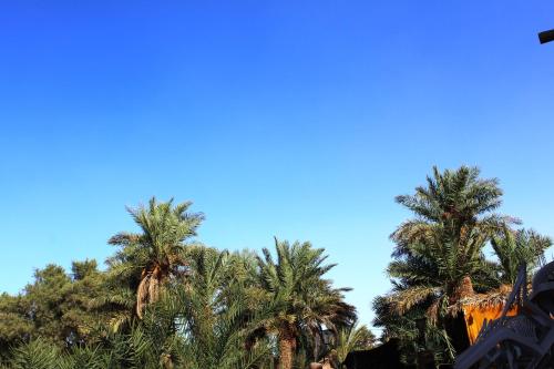 a group of palm trees against a blue sky at Kasbah Les Alizes Du Desert in Mhamid