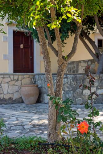 a tree with flowers in front of a building at Iliopetra in Douliana