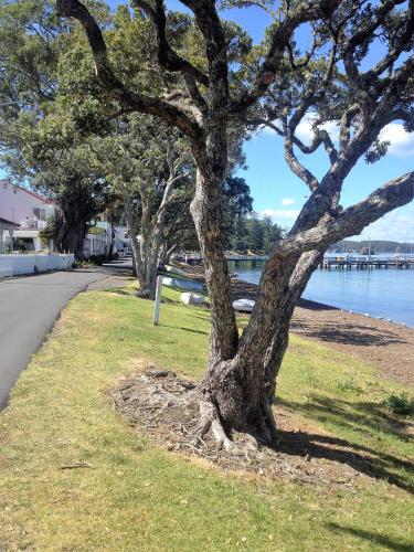 a tree sitting in the grass next to a road at Seaport Village in Russell