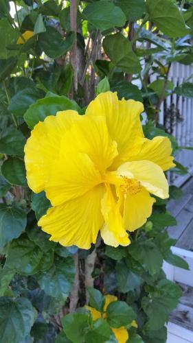a yellow flower in front of a fence at Seaport Village in Russell