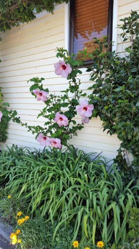 a bush of pink flowers on the side of a house at Seaport Village in Russell