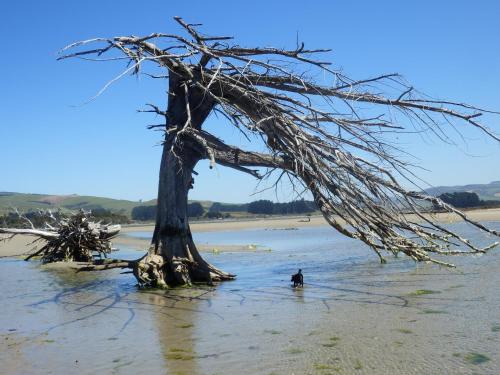 a tree on the beach with a dog in the water at Thomas's Catlins Lodge and Camp Ground in Owaka