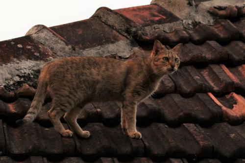 Huéspedes con una o varias mascotas en Guddadamane Homestay