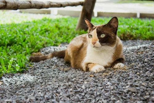 Animal o animals de companyia a Ban Klong Srabua