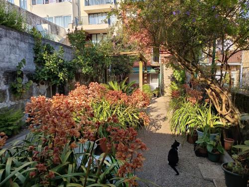 a black cat walking through a garden with plants at Metro Casa Música Apartments and Rooms in Porto