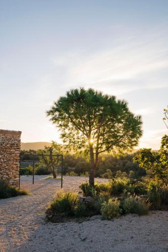 a tree in the middle of a desert with the sunset at Habitació EL GRANER in Rasquera