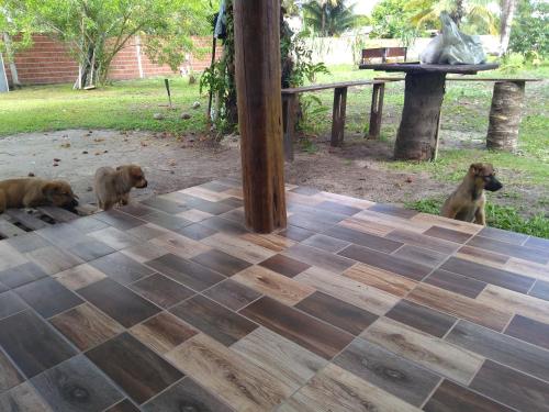 three dogs are sitting next to a picnic table at Acampamento Dos Frangos in Itabuna